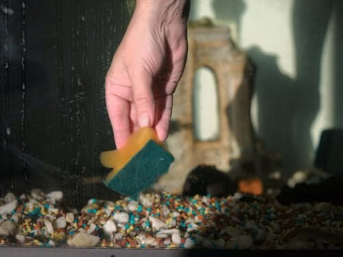 Sponge cleaning a fish tank