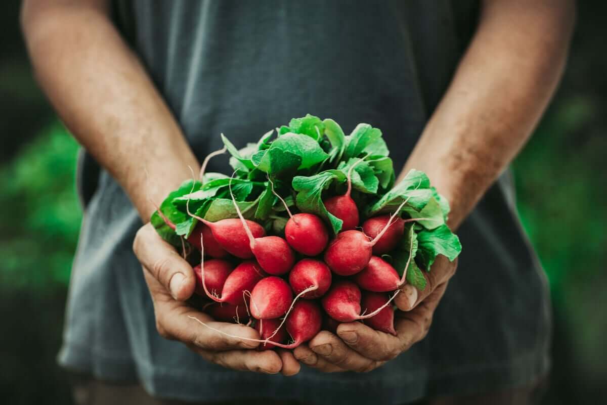 A gardener holding a bunch of radishes.