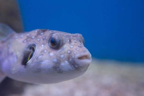A toxic fish.