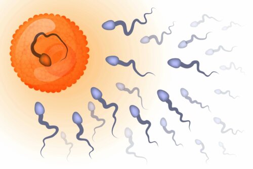 A sperm fertilizing an egg.