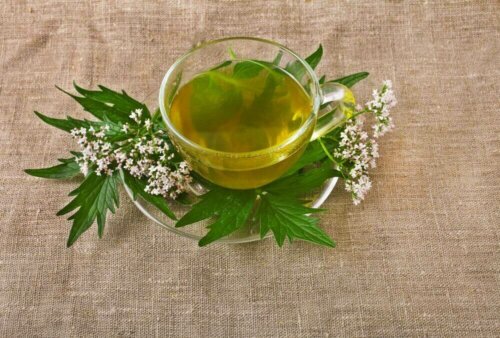 A cup of valerian infusion.