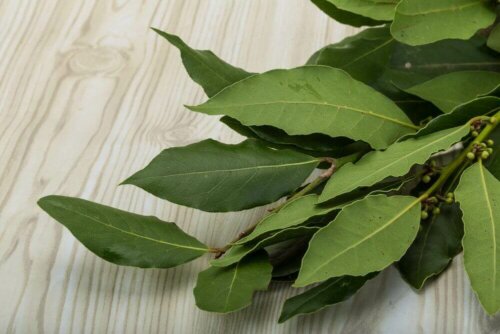 A sprig of bay.