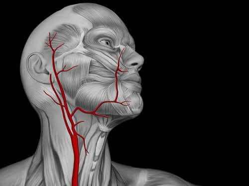 Characteristics of Moyamoya Disease