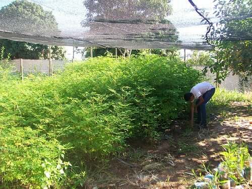 A home garden.