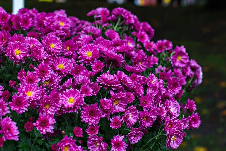 Chrysanthemum furtescens.
