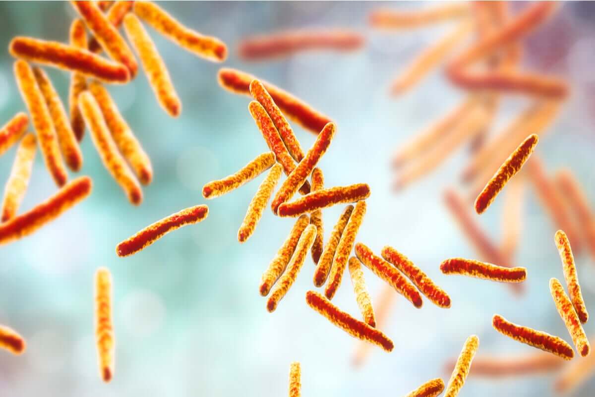 The bacteria that cause pulmonary tuberculosis under a microscope.