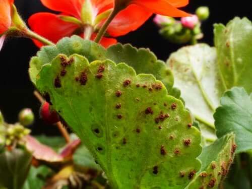 Plant Pests and Diseases