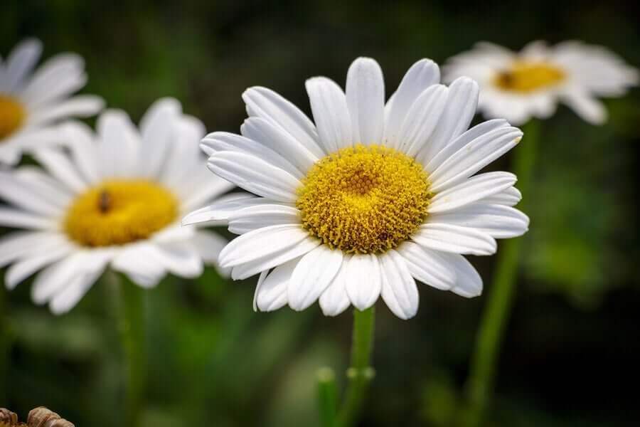 Classic daisies in a garden.