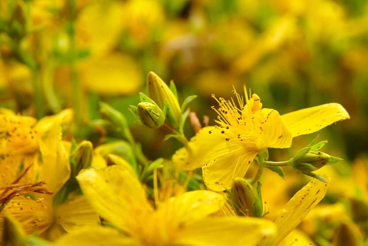 St. John's wort