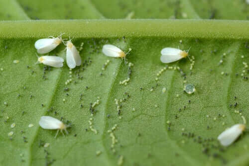 White flies on a plant.