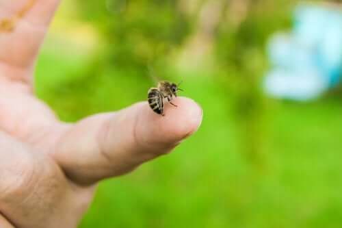 4 Essential Oils to Soothe Bee Stings