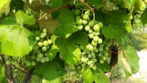 Phytochemicals in Food: What Are They?