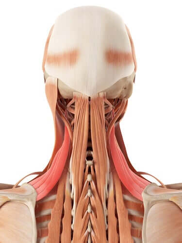 Neck Anatomy: Bones and Cartilage