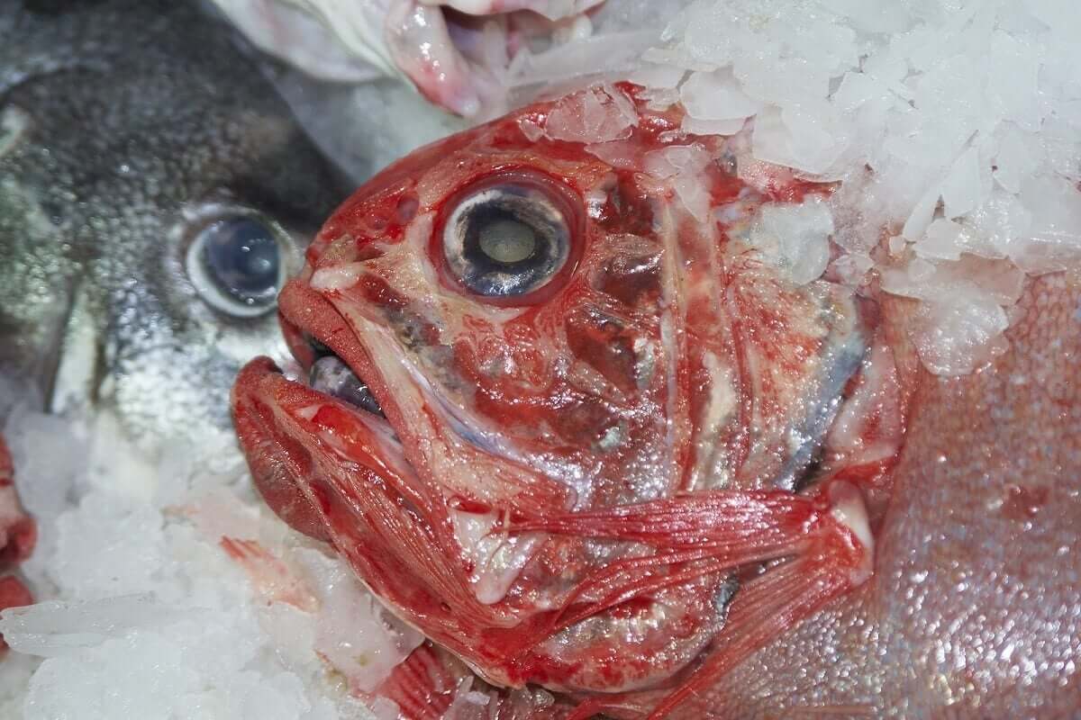 Orange roughy