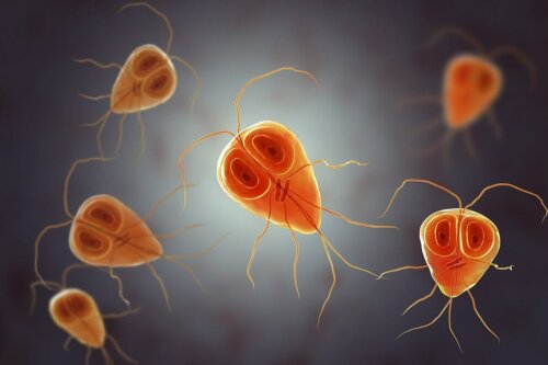 Protozoa.
