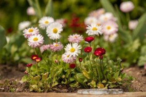 8 Types of Daisies and How to Care For Them