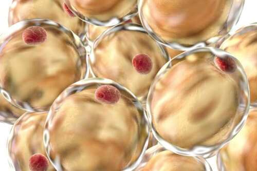 A close up of adipose cells.