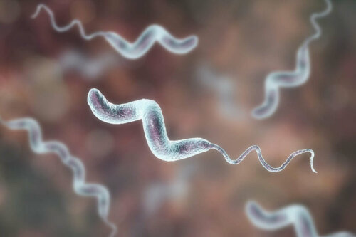 A close up of campylobacter bacteria.