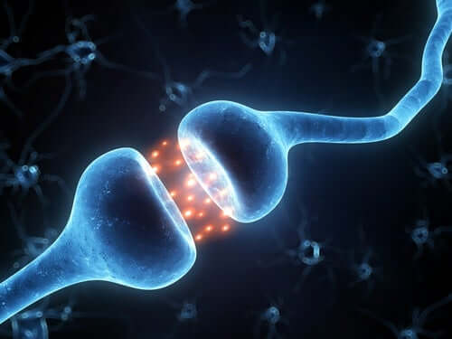 A neuronal connection.