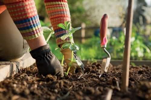 A person gardening.