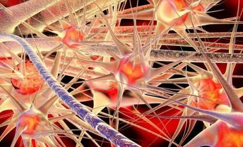 Neuron connections in the brain.