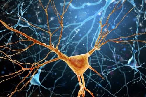 Von Economo Neurons - Cells for Socializing
