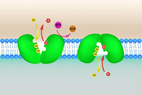 An illustration of chemical balance.