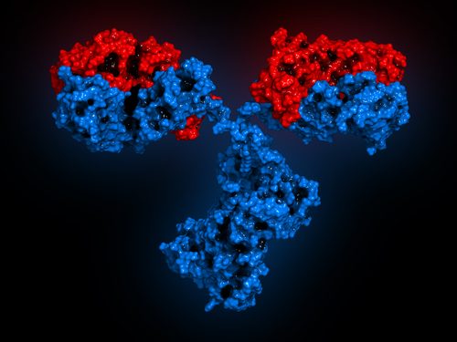 The function of antibodies.