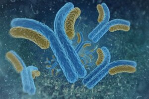 What Are Antigens and Antibodies?