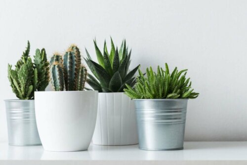 Cacti in flowerpots.