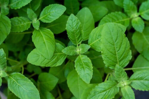 How to Freeze Basil and Keep it All Year