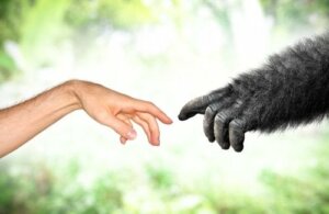 All You Need to Know About The Vestigial Tail