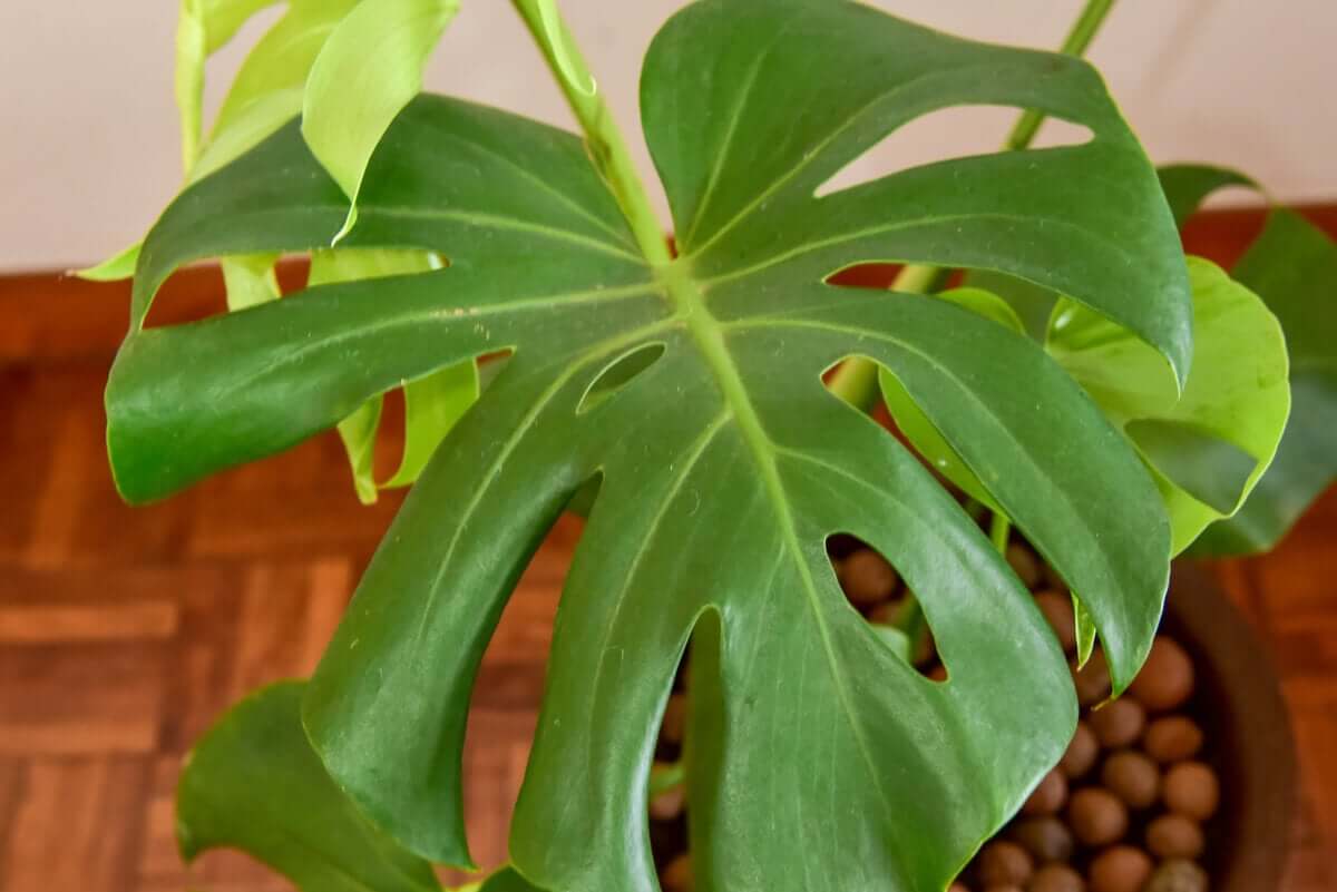 Monstera deliciosa.