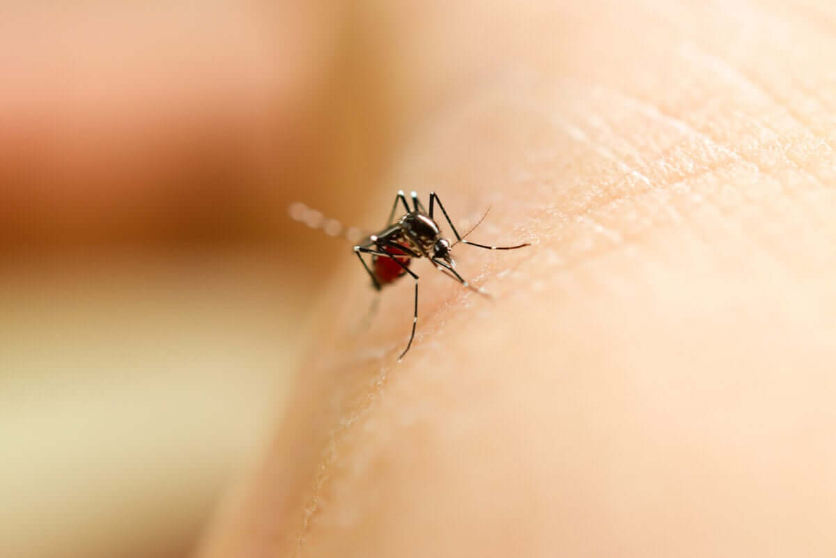 Mosquito biting a person's skin. 