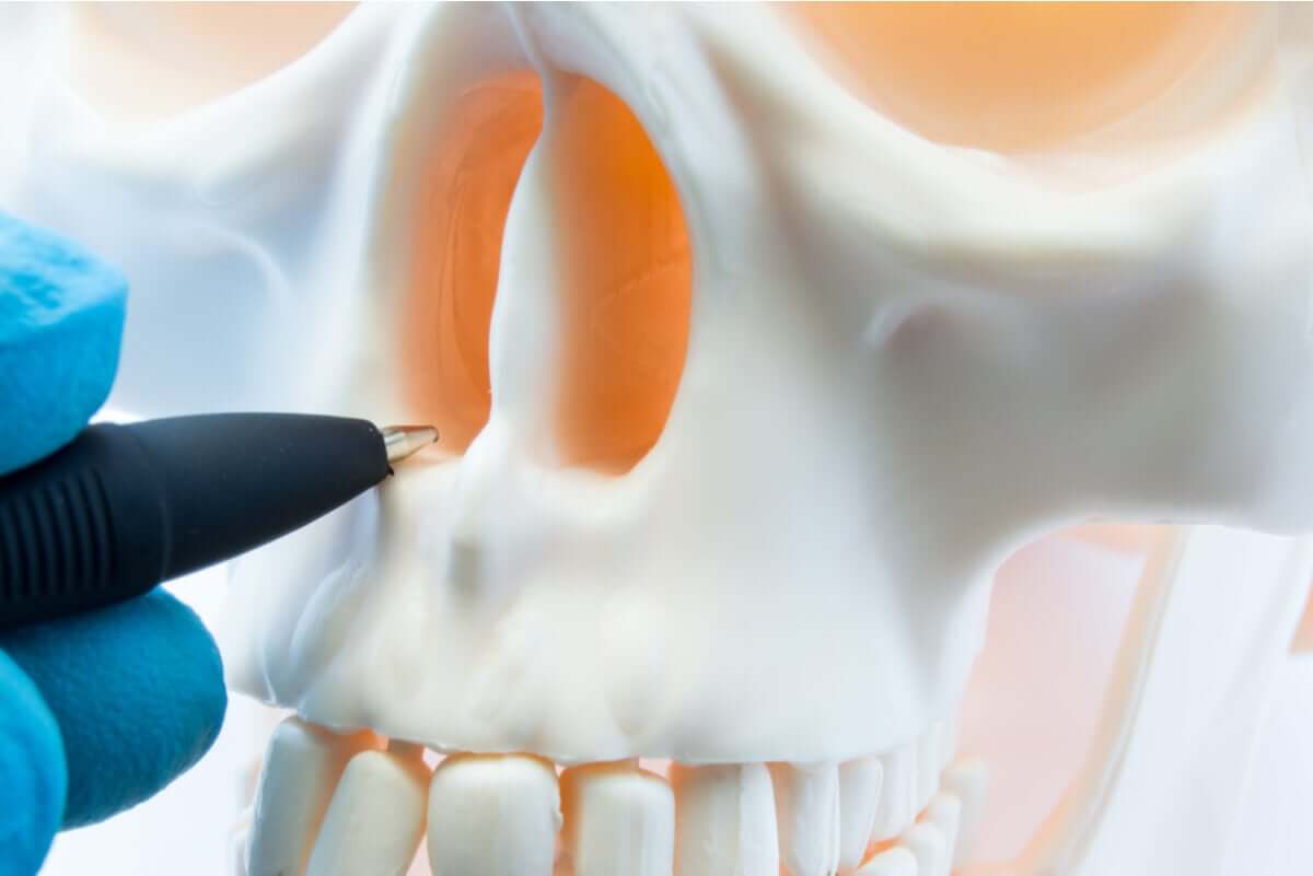 The nasal cavities.