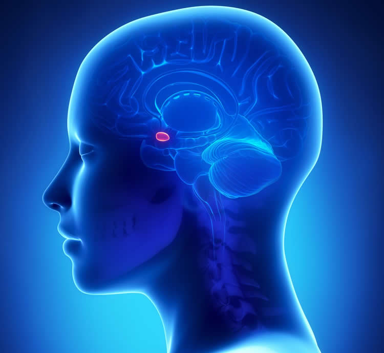 The pituitary gland.