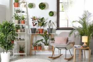 Robust Plants that Don’t Require a Lot of Care