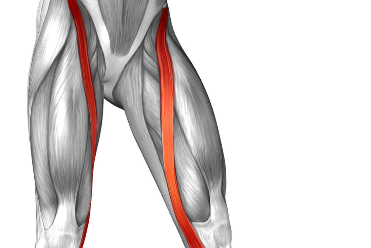 sartorius muscle anatomy