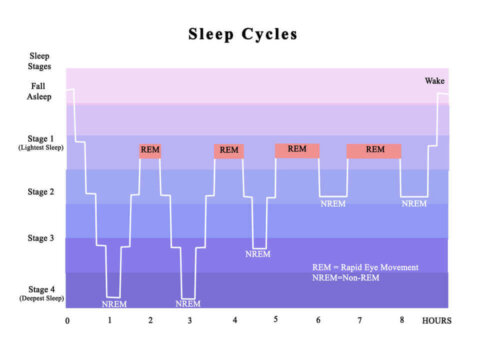 A chart of the sleep cycles.