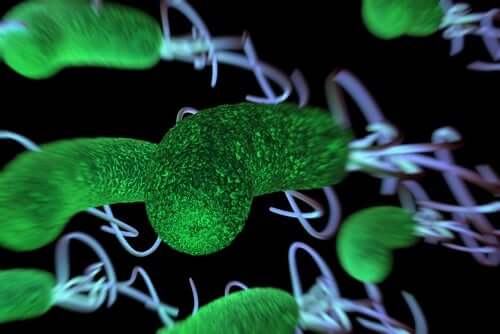 A close up of parasites.