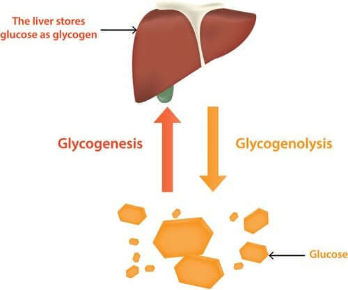 The liver stores glucose as glycogen, and glucagon helps to convert it back to glucose when blood sugar levels fall.