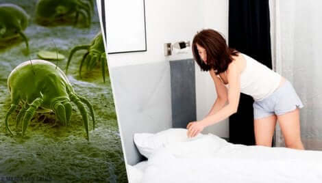 Alergie na roztocza.