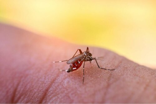 Скорость оседания эритроцитов; комар готов укусить