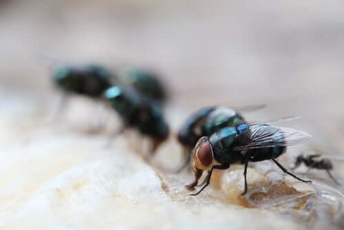 Myiasis - Fliegen