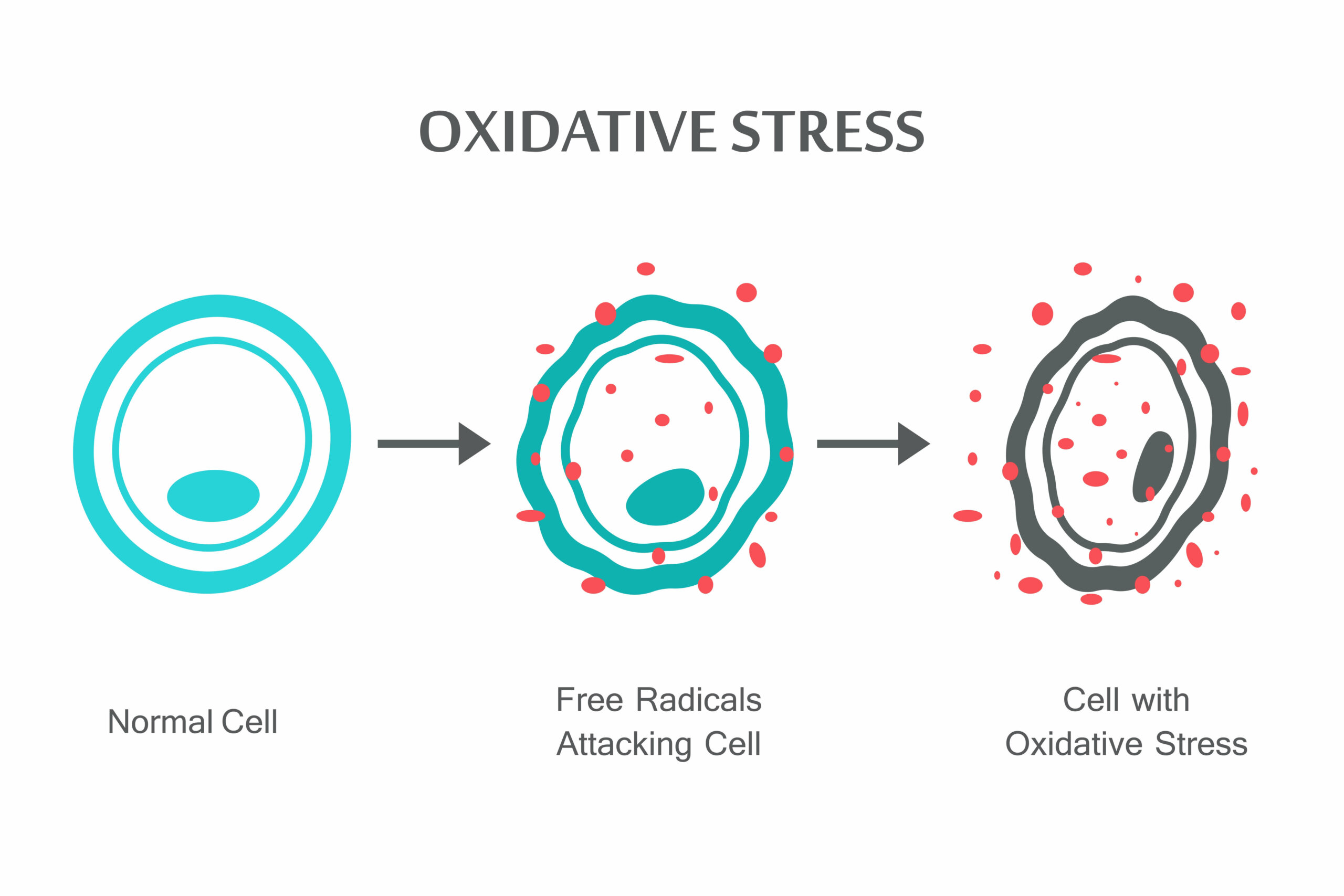 Stres oksydacyjny na komórki.