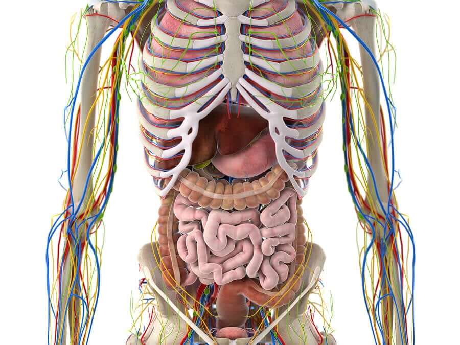 A human body diagram.