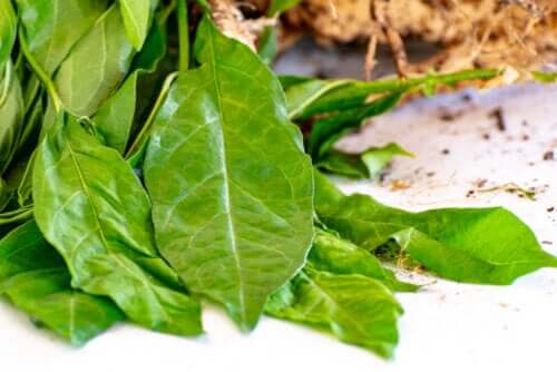 Anamu as Medicine: Properties and Contraindications
