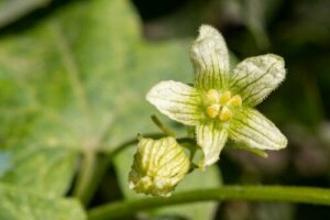 What Is Bryonia Alba and What Are Its Uses?