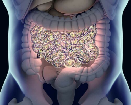 Illustration of the gut microbiota.