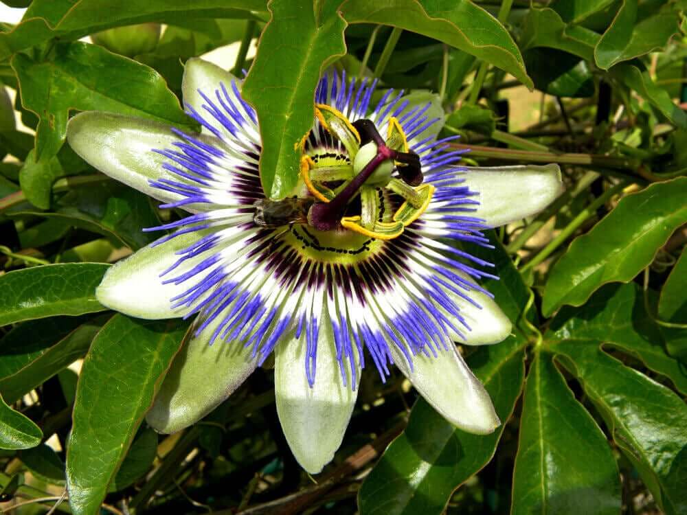 A purple and white passionflower blooming.